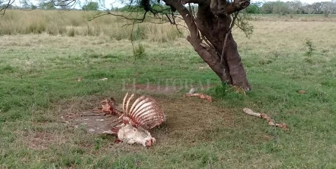 #Abigeato: las redes sociales como último recurso