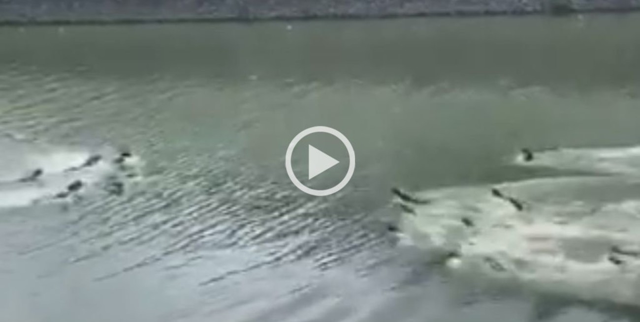 Video viral: Dos grupos de nutrias en una batalla campal por el dominio de una represa