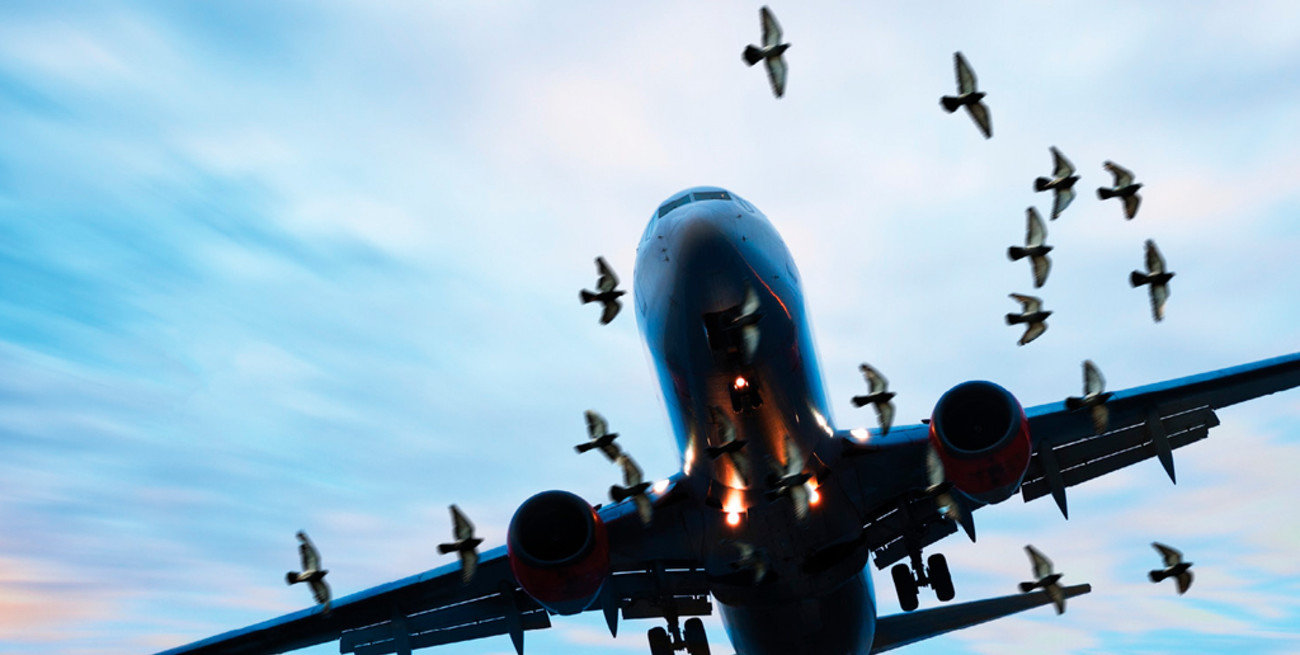 Video: graban cómo un pájaro se estrella contra el parabrisas de un avión en pleno vuelo