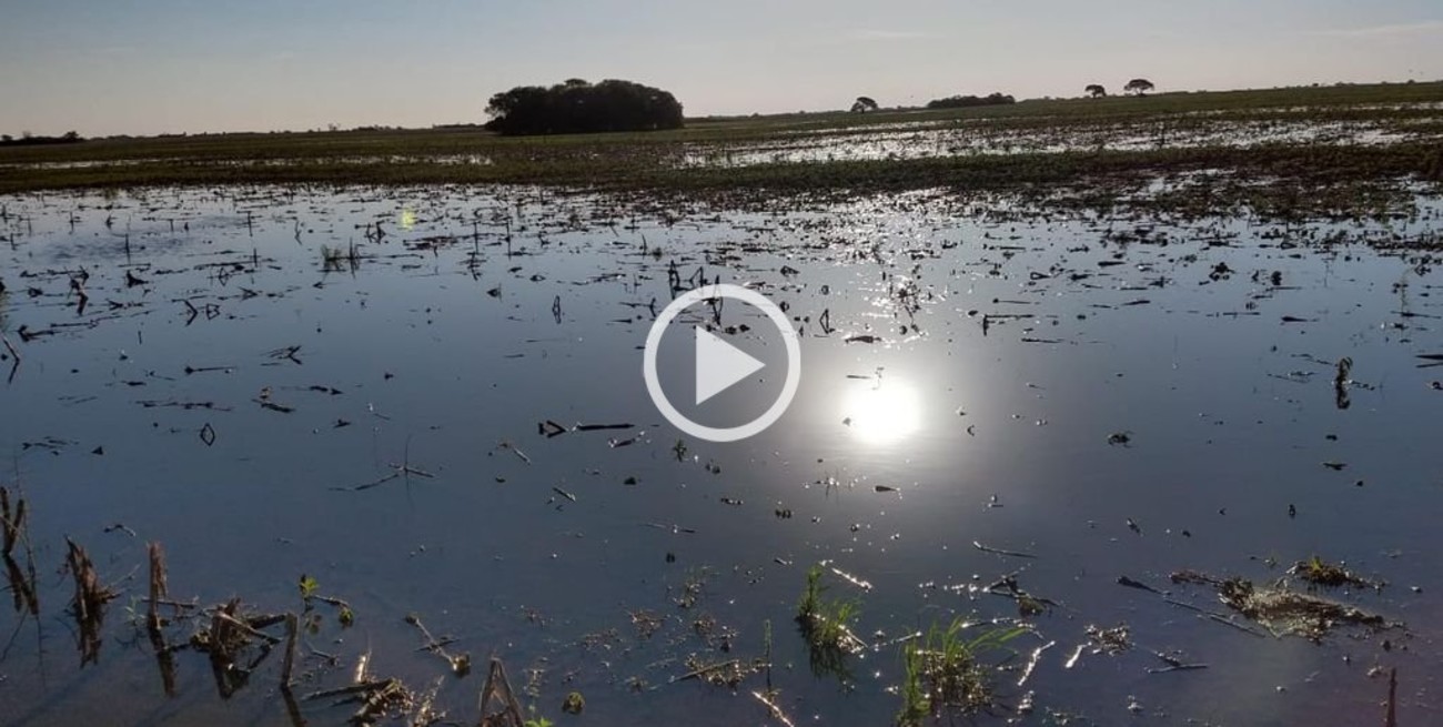 Soja de segunda: en vez de aumentar, la superficie disminuiría