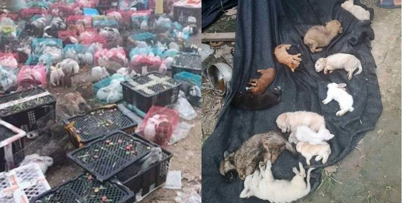 China: encuentran 4.000 perros, gatos y otros animales muertos dentro de cajas en un depósito