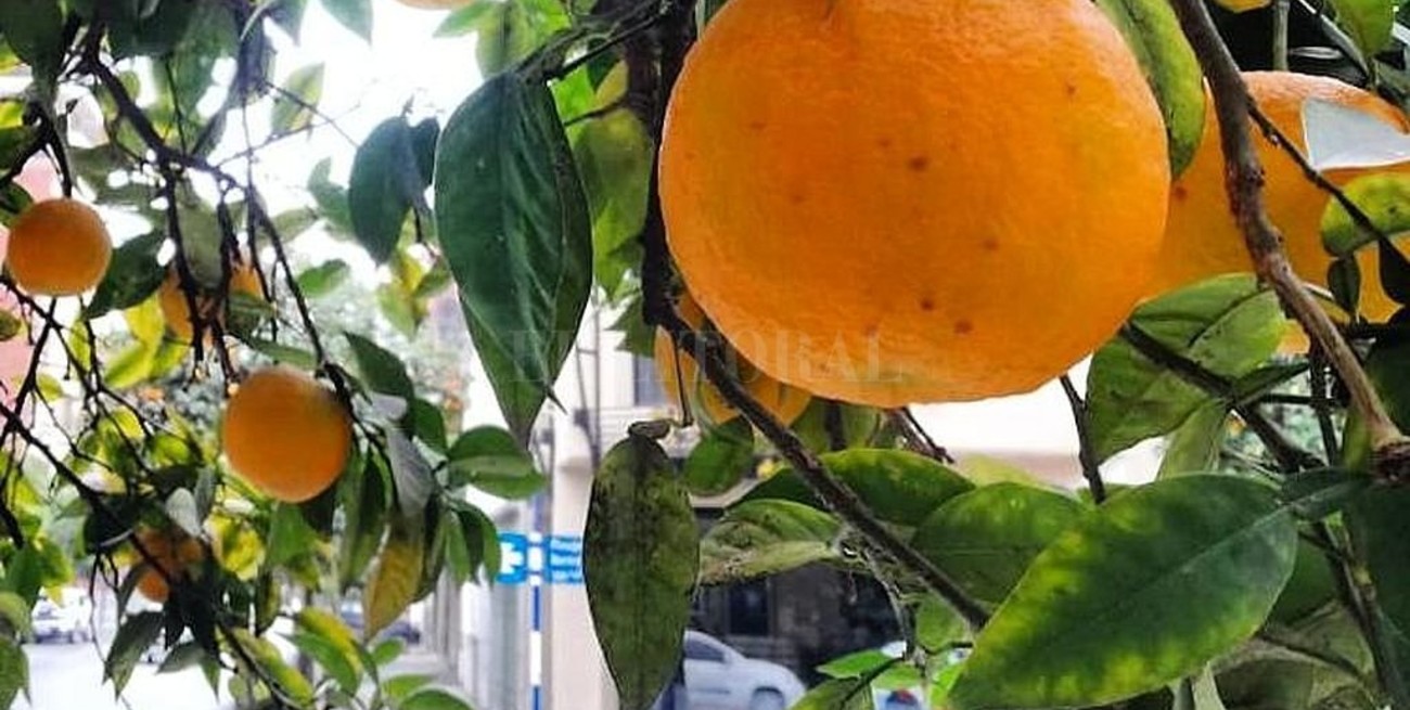 San Miguel de Tucumán promueve el consumo de naranjas agrias públicas