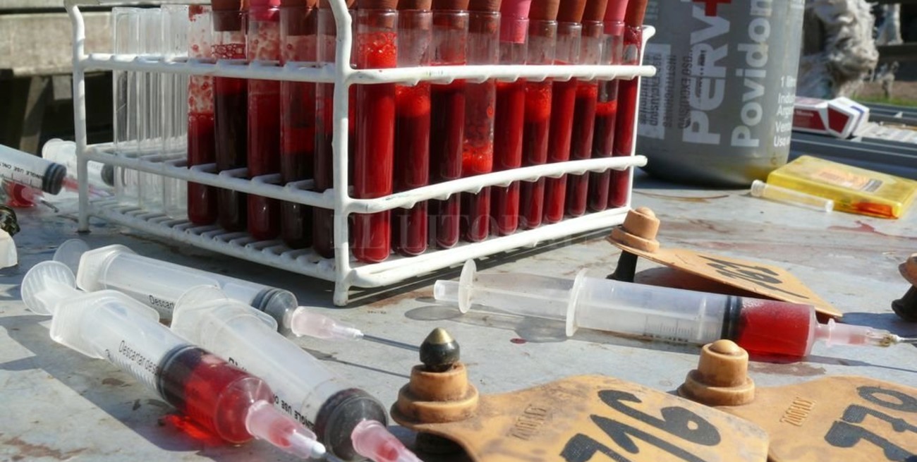 Brucelosis: el ruralismo santafesino eligió adherirse al plan nacional