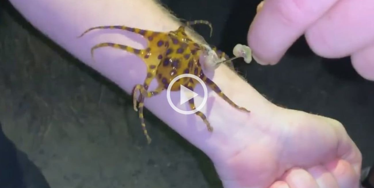 Video: Se filmó molestando a un pulpo venenoso y salvó su vida de milagro