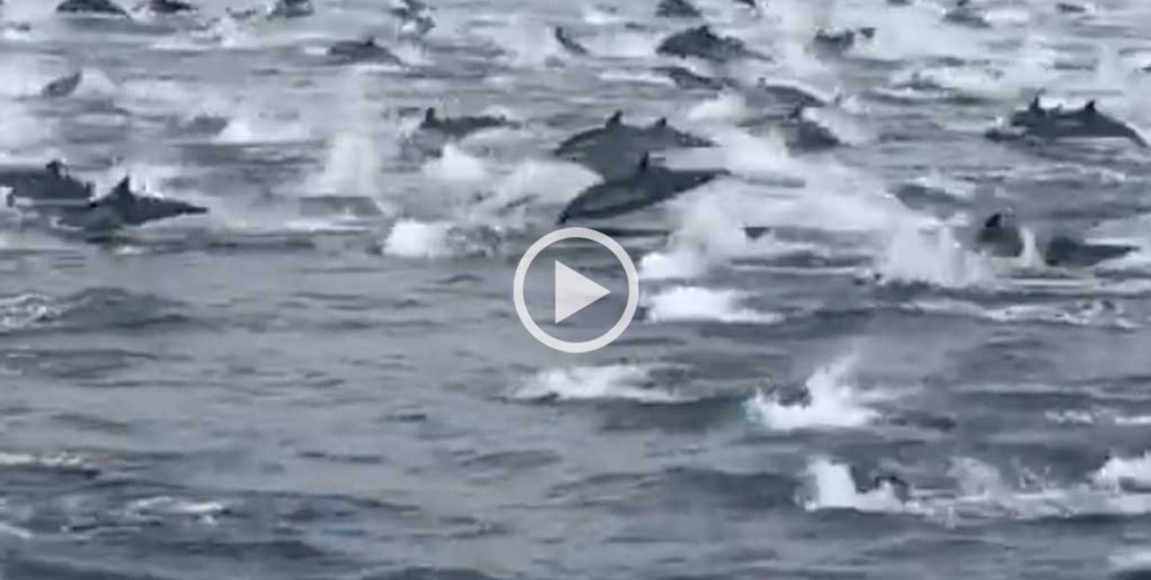 Video: impactante manada de delfines en California 