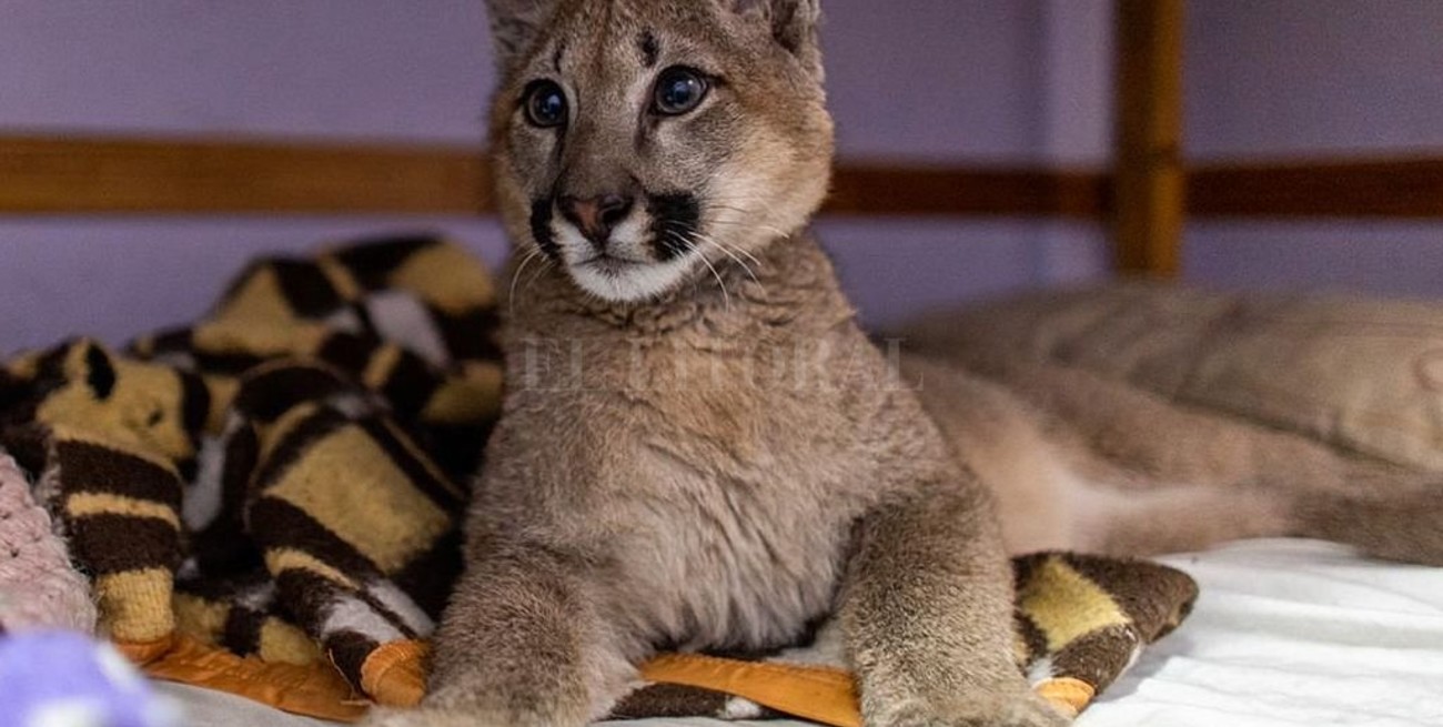 Rescataron a un puma de una vivienda en el barrio porteño de Liniers