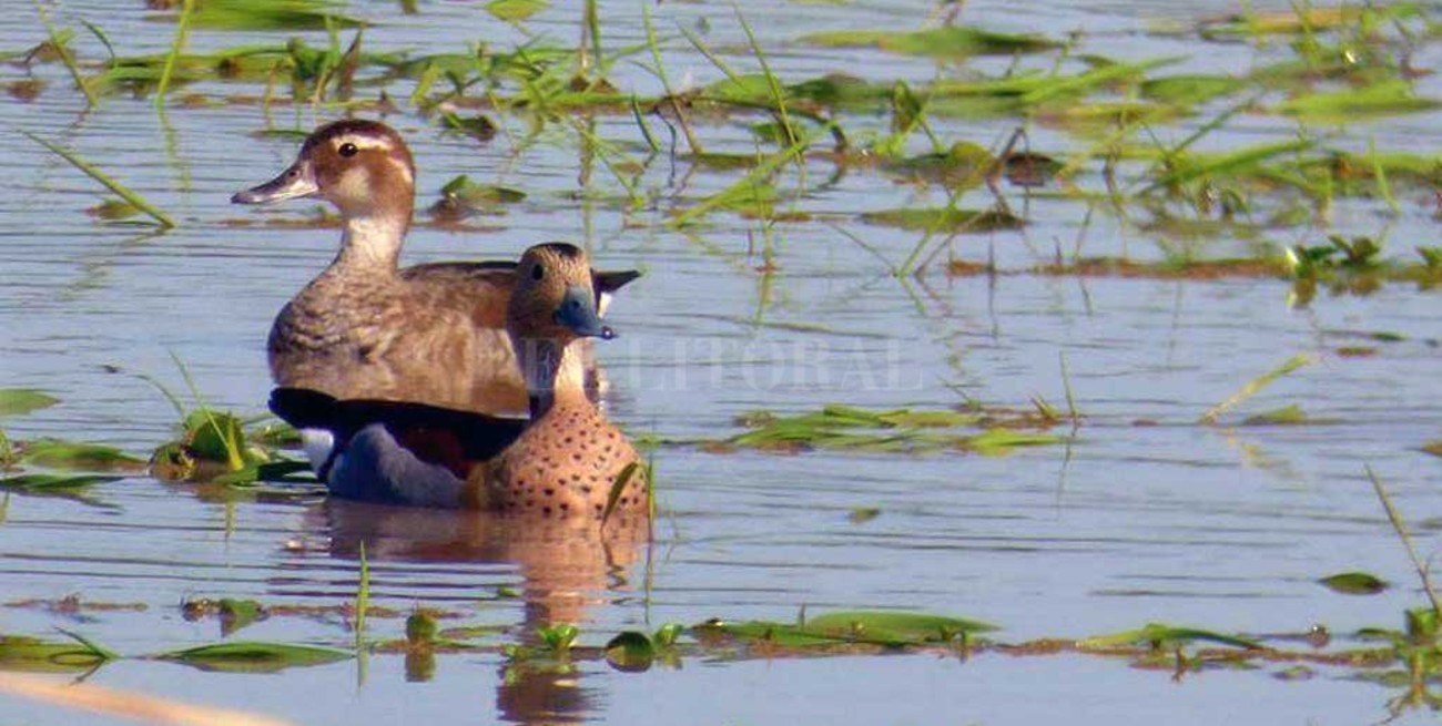 Patos, gallaretas y tortugas, los nuevos habitantes del humedal