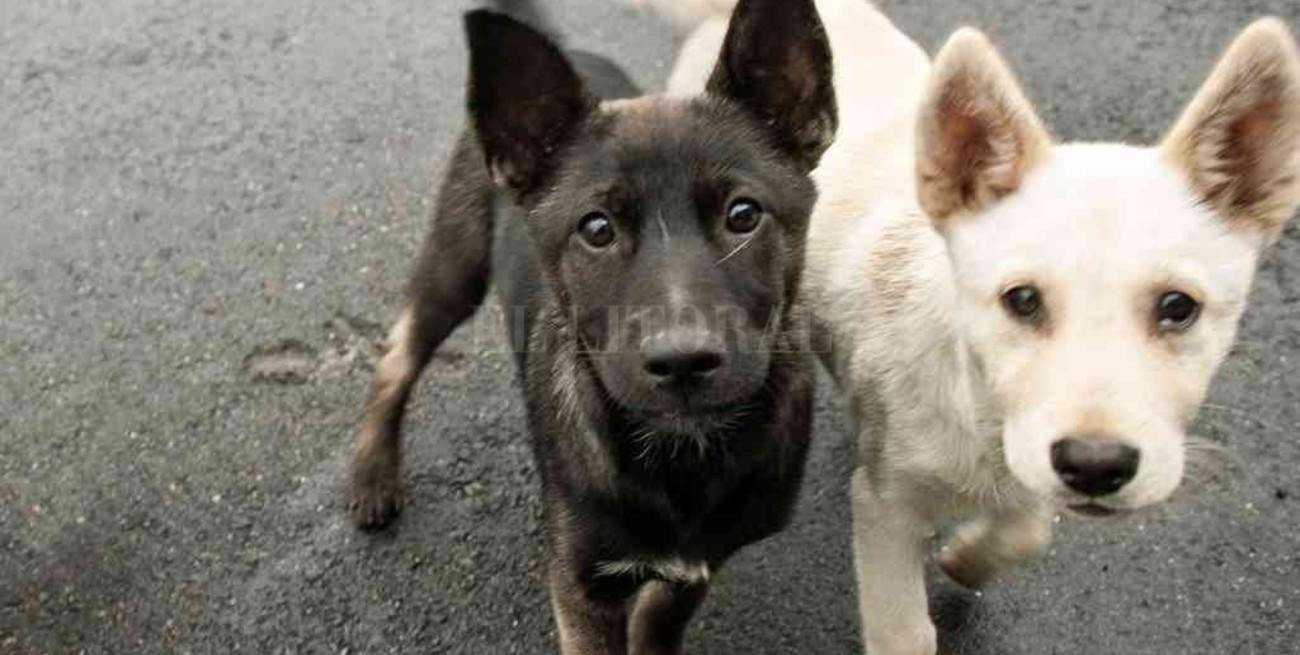 Mantener un perro cuesta  $ 4729 al mes