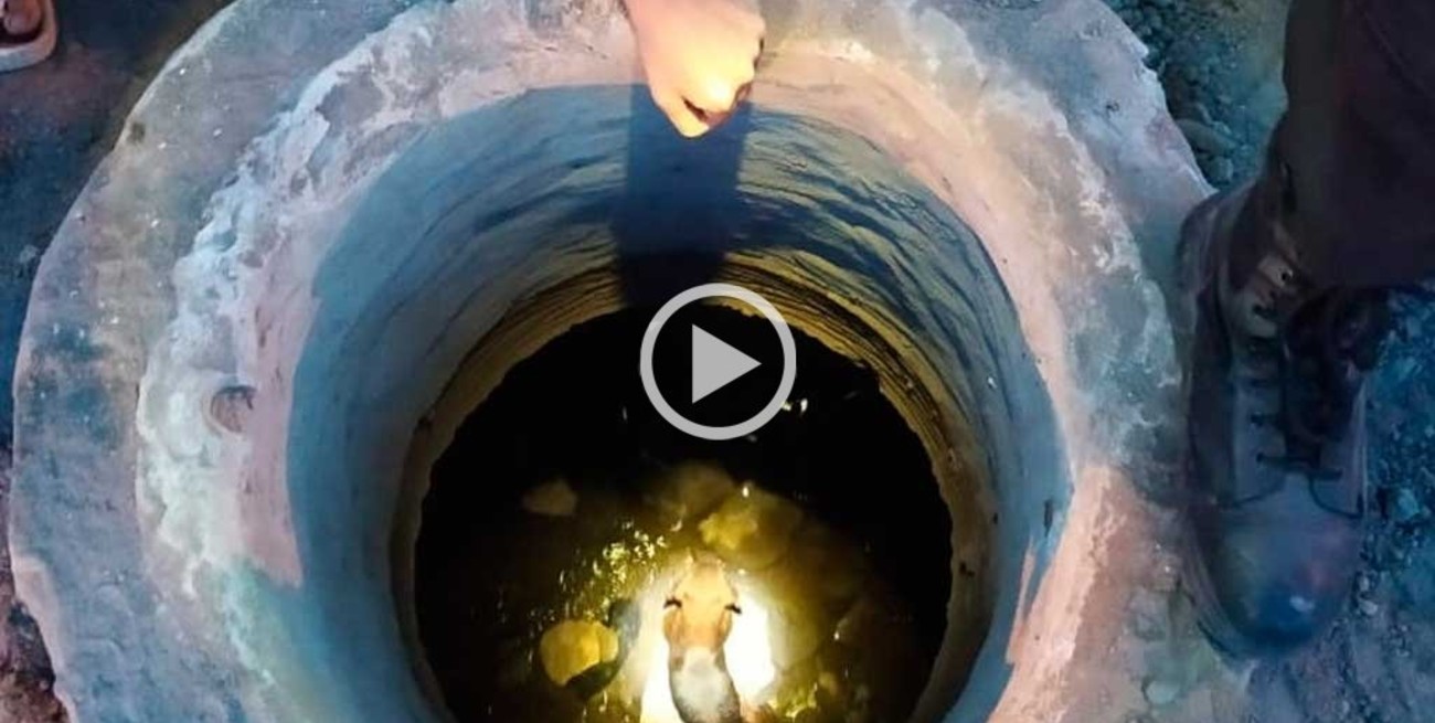 Video: así rescataron a "Rocco", un perro que se cayó a un pozo