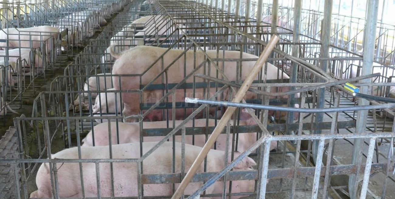 El rol de Santa Fe en el proyecto porcino