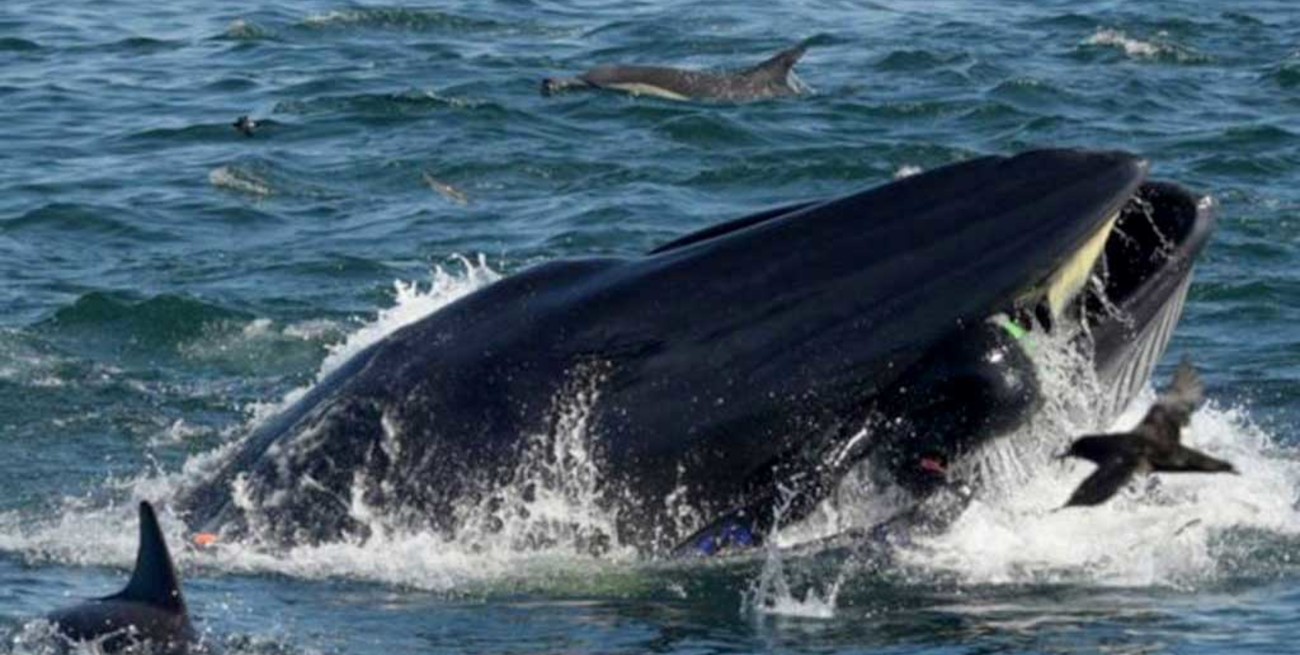 ¡Increíble! Una ballena se traga un buzo y luego lo escupe