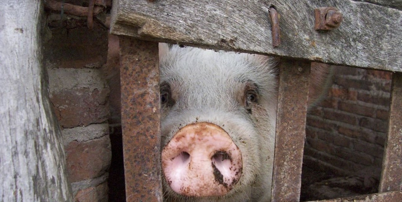 ¡Ojo con la triquinosis!