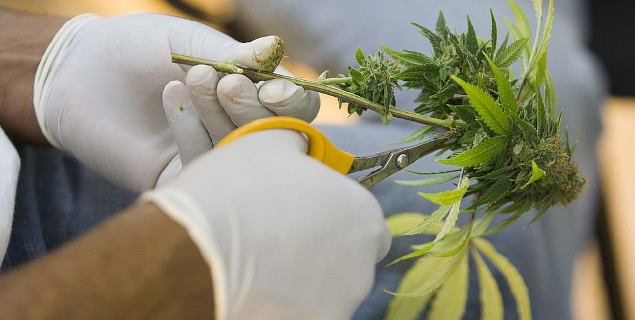 Concejo: aprobaron una regulación para el acceso seguro al cannabis terapéutico