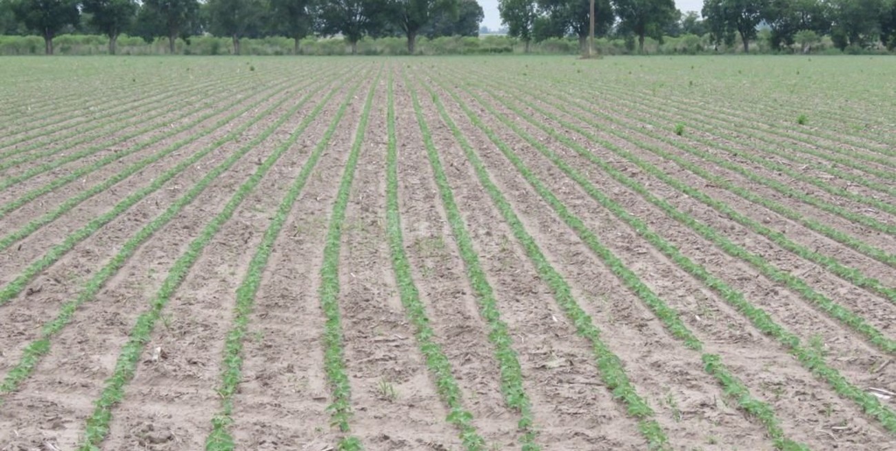 Se inició la siembra de soja de casi un millón de hectáreas
