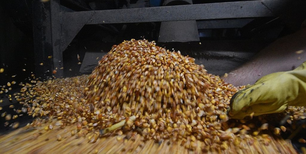 Se aceleraron las declaraciones de exportaciones de granos