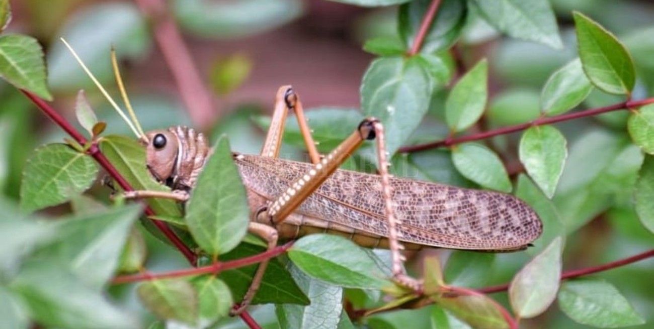 El Senasa declara alerta fitosanitaria en todo el país por la plaga tucura quebrachera