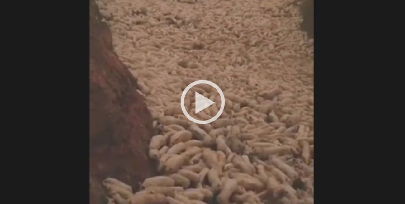 China: impactante video del sacrificio de cerdos por la peste porcina africana