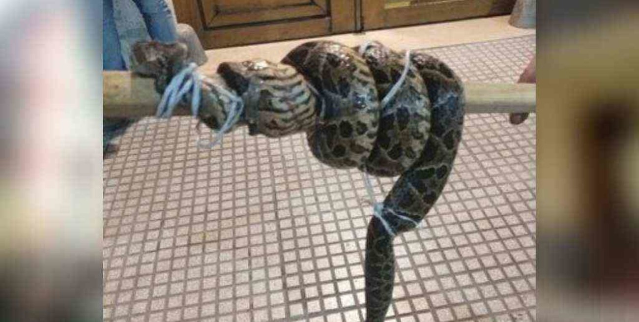 Una yarará de un metro atacó a un hombre en Retiro