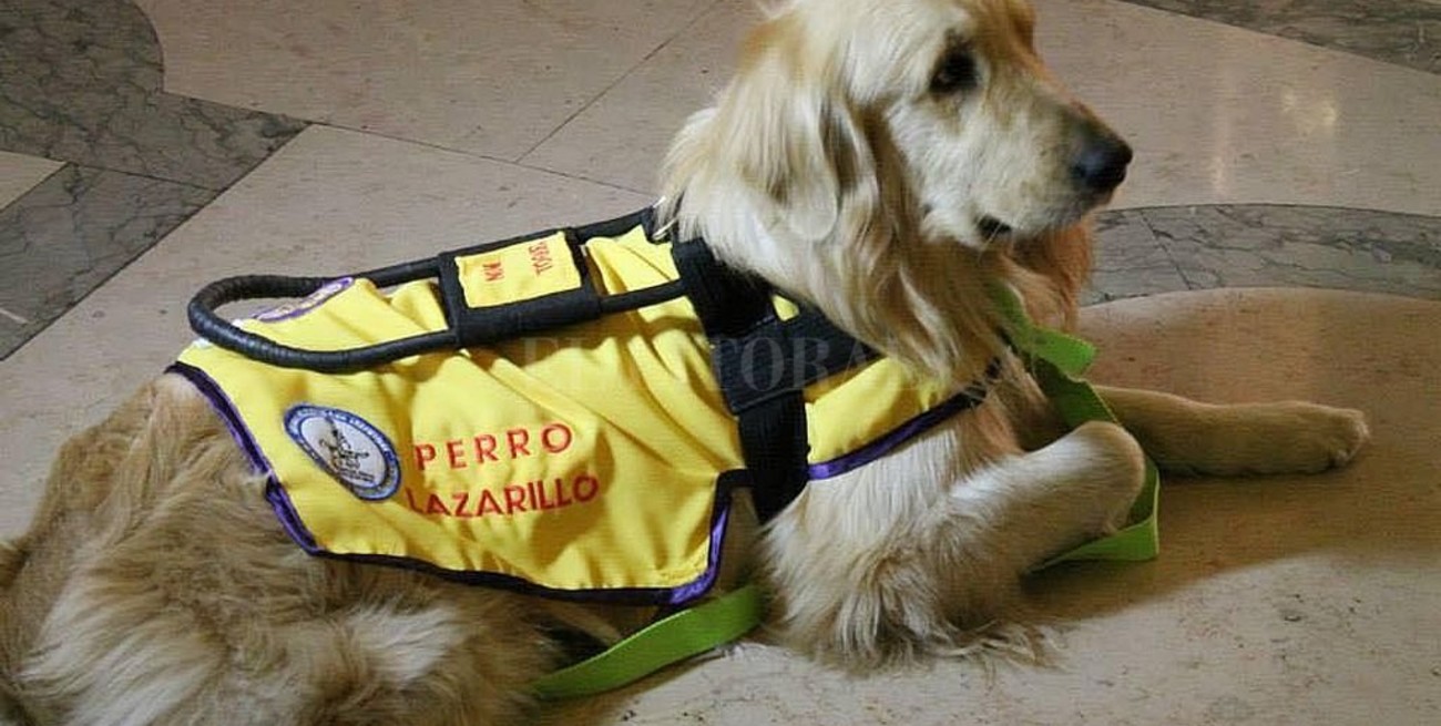 Campaña solidaria: "Un perro guía para Maga"