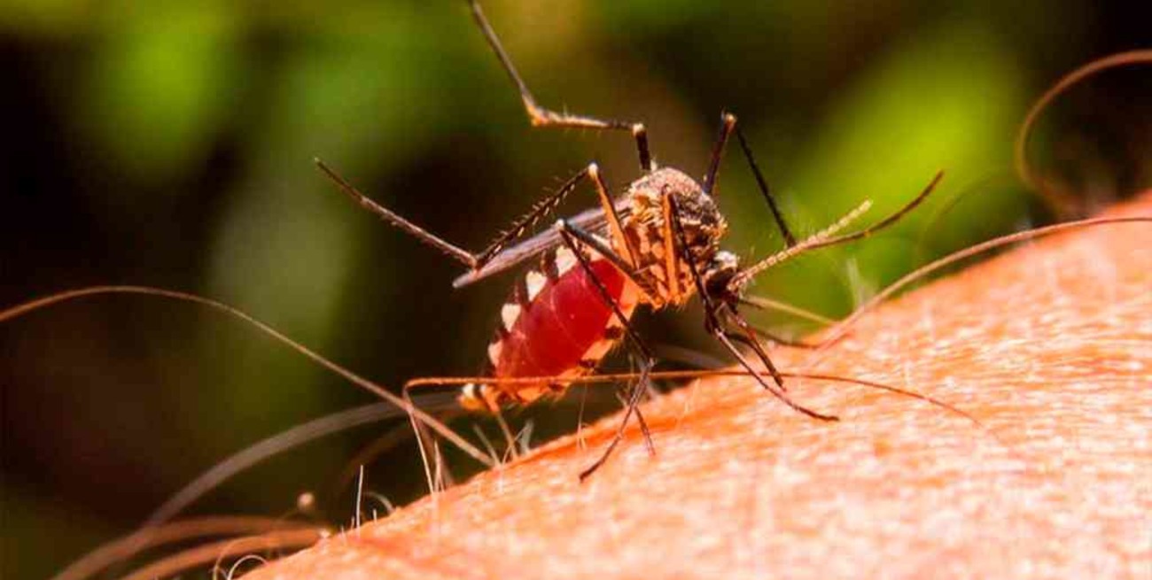 Identifican nueva cepa de zika en Brasil