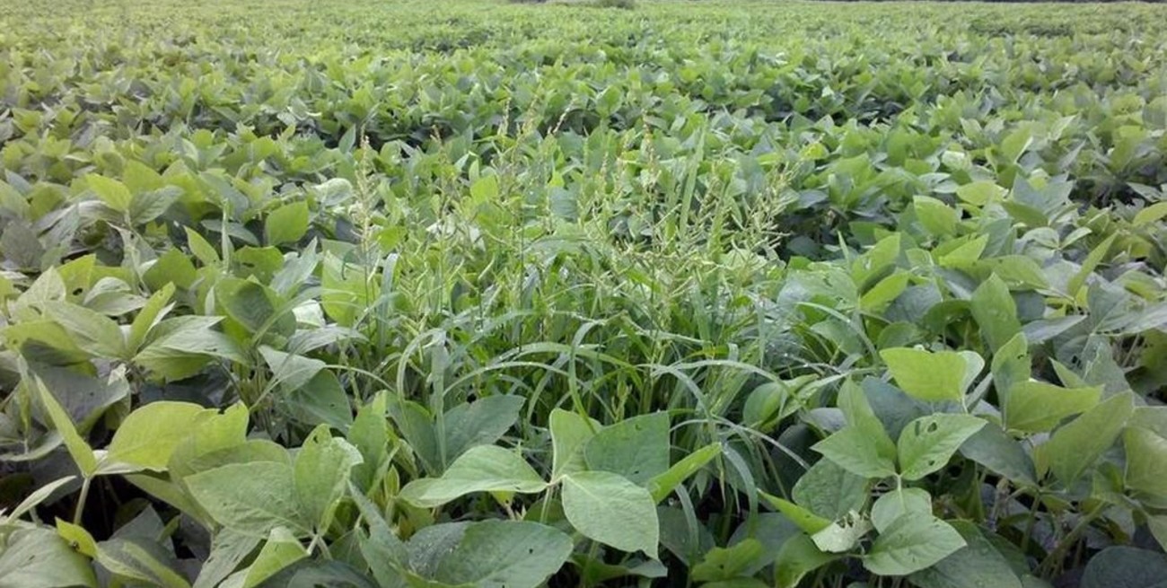 Por qué se multiplican los casos de resistencia a herbicidas