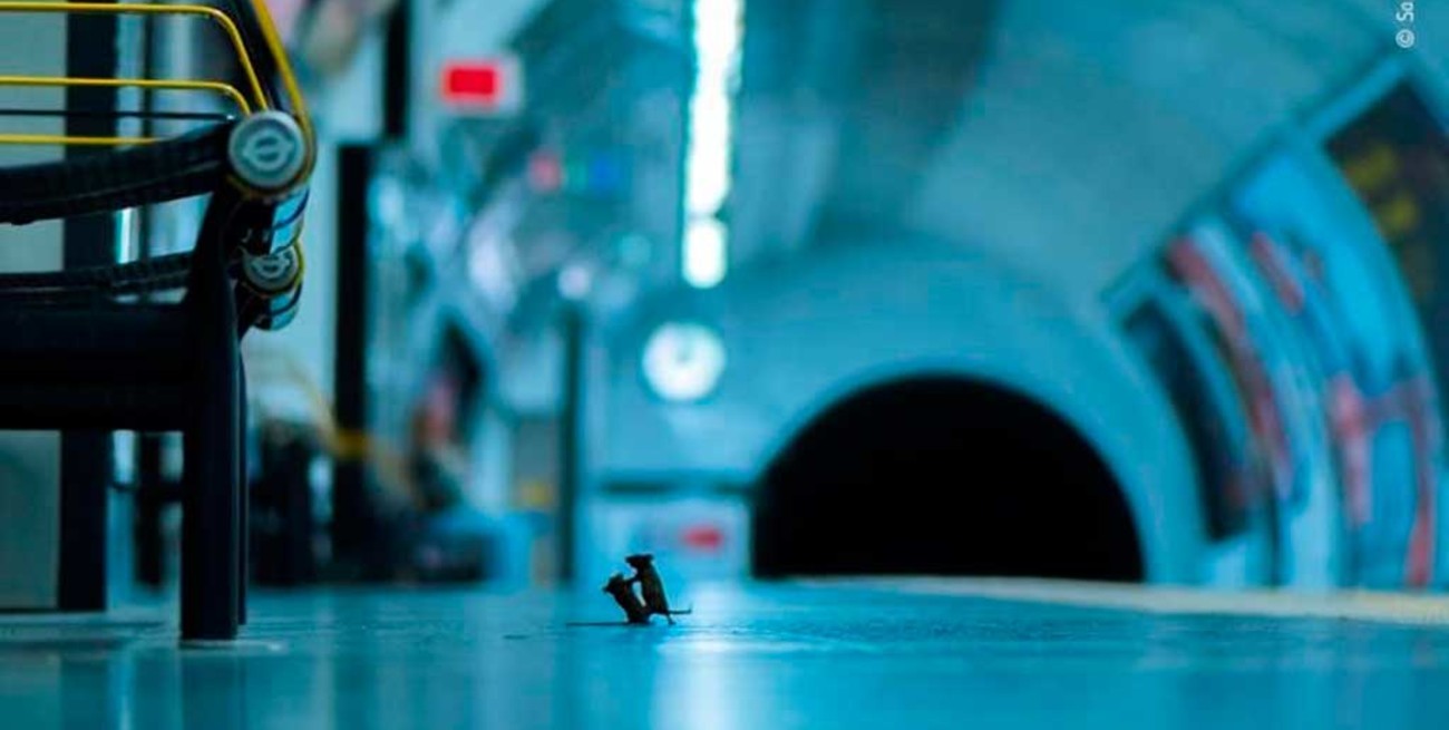 Una pelea de ratones en el subte de Londres, mejor foto de naturaleza del año