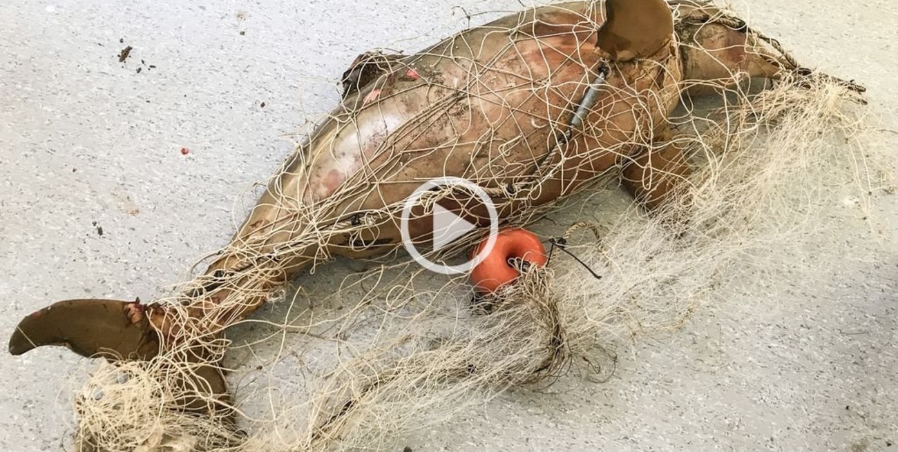 Preocupación mundial por la Franciscana, un delfín que habita en la costa argentina