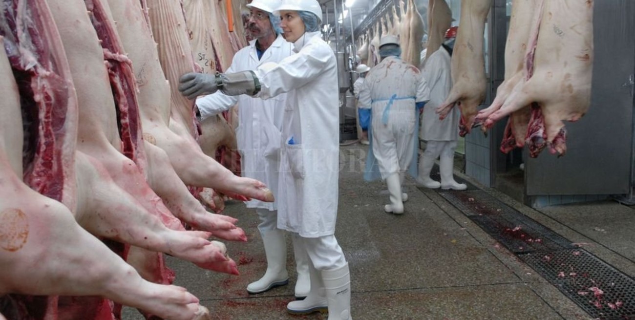 Las exportaciones de productos y subproductos porcinos crecieron 63%