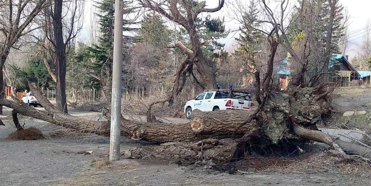 Una víctima fatal, incendios, destrozos y arboles caídos por el viento zonda en Mendoza
