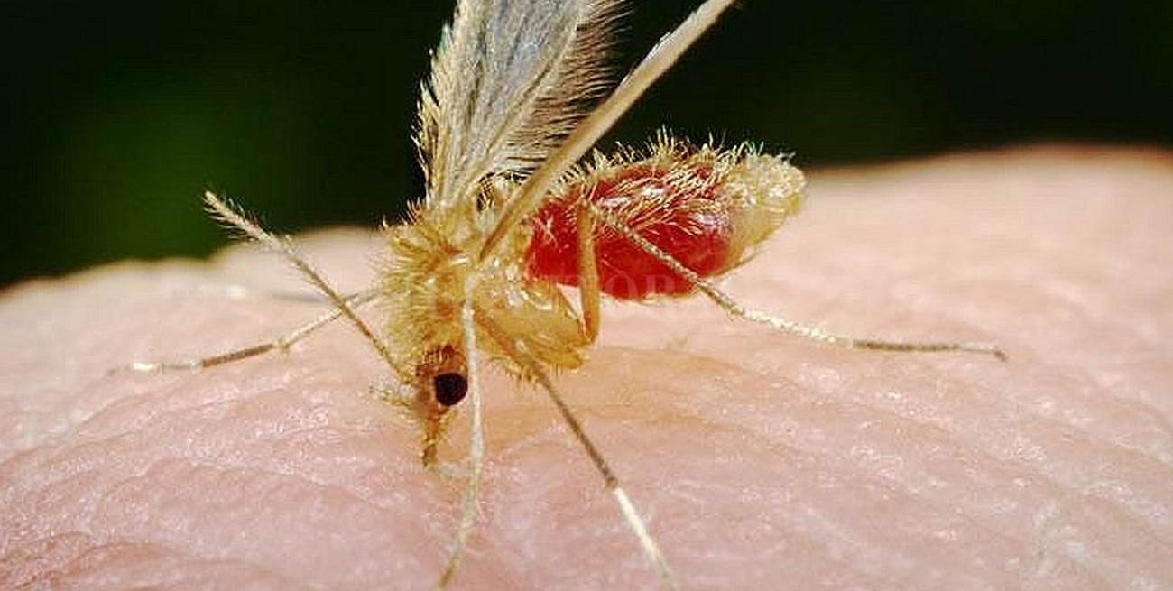 Evoluciona la bebé correntina que contrajo leishmaniasis