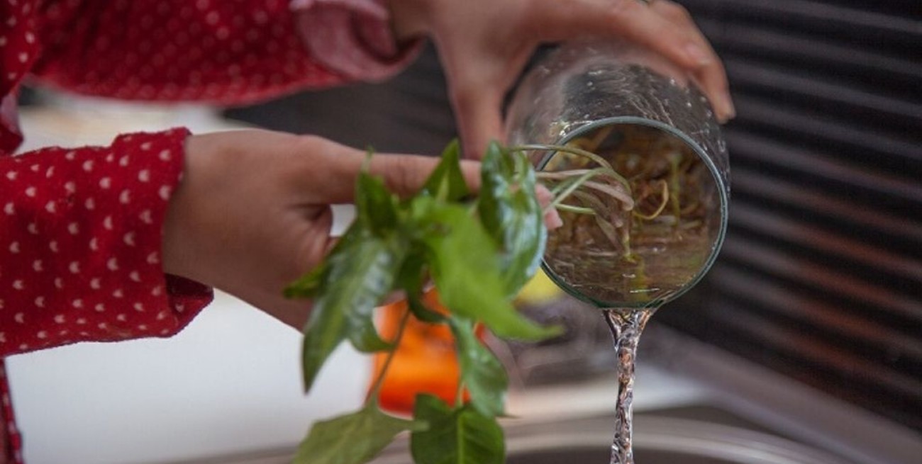 Se confirmaron once casos de dengue importados en Entre Ríos