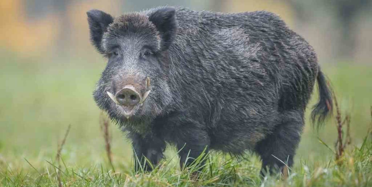 Neuquén: Alerta por casos de triquinosis en jabalíes de la región cordillerana