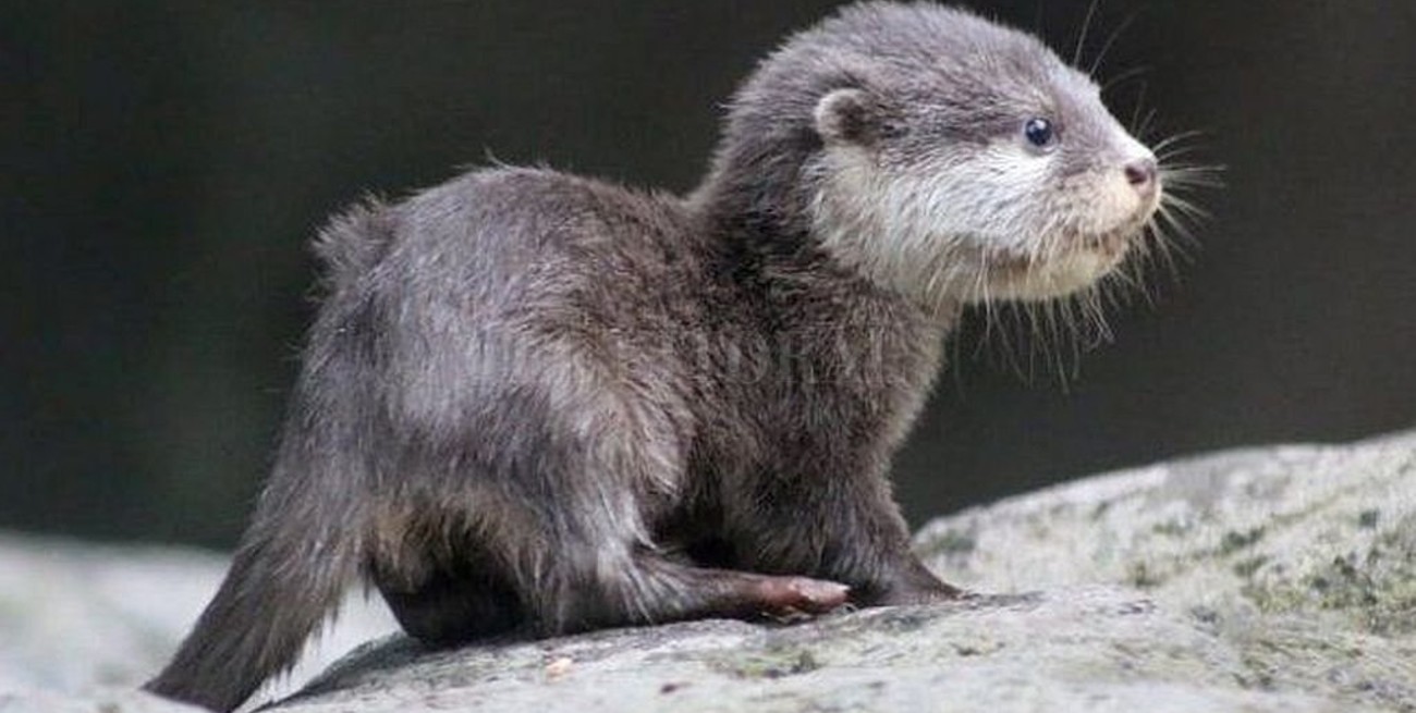 Hallaron una cría de nutria en La Paz y la devolvieron a su hábitat