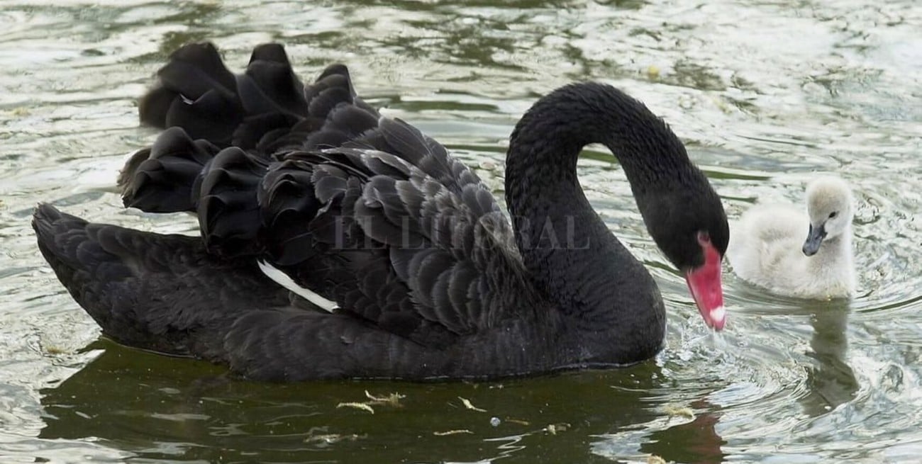 Cisne negro, Cisnes blancos 