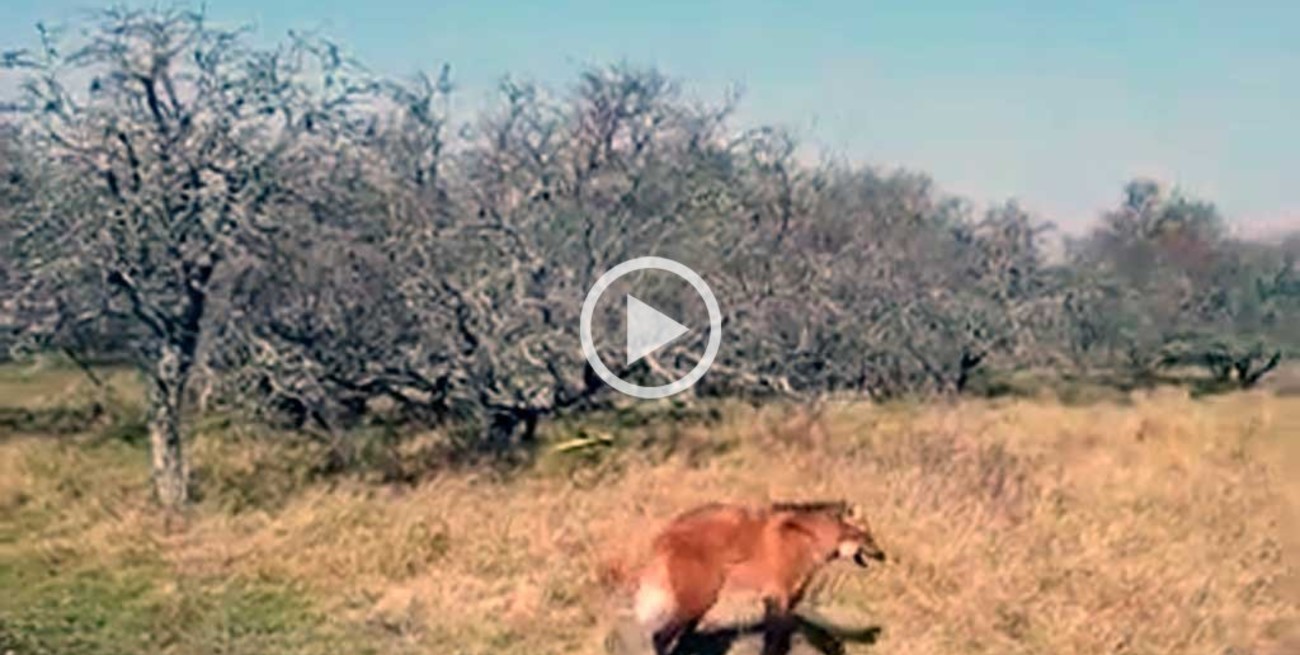 Video: liberaron al aguará guazú que apareció en una casa de San Justo