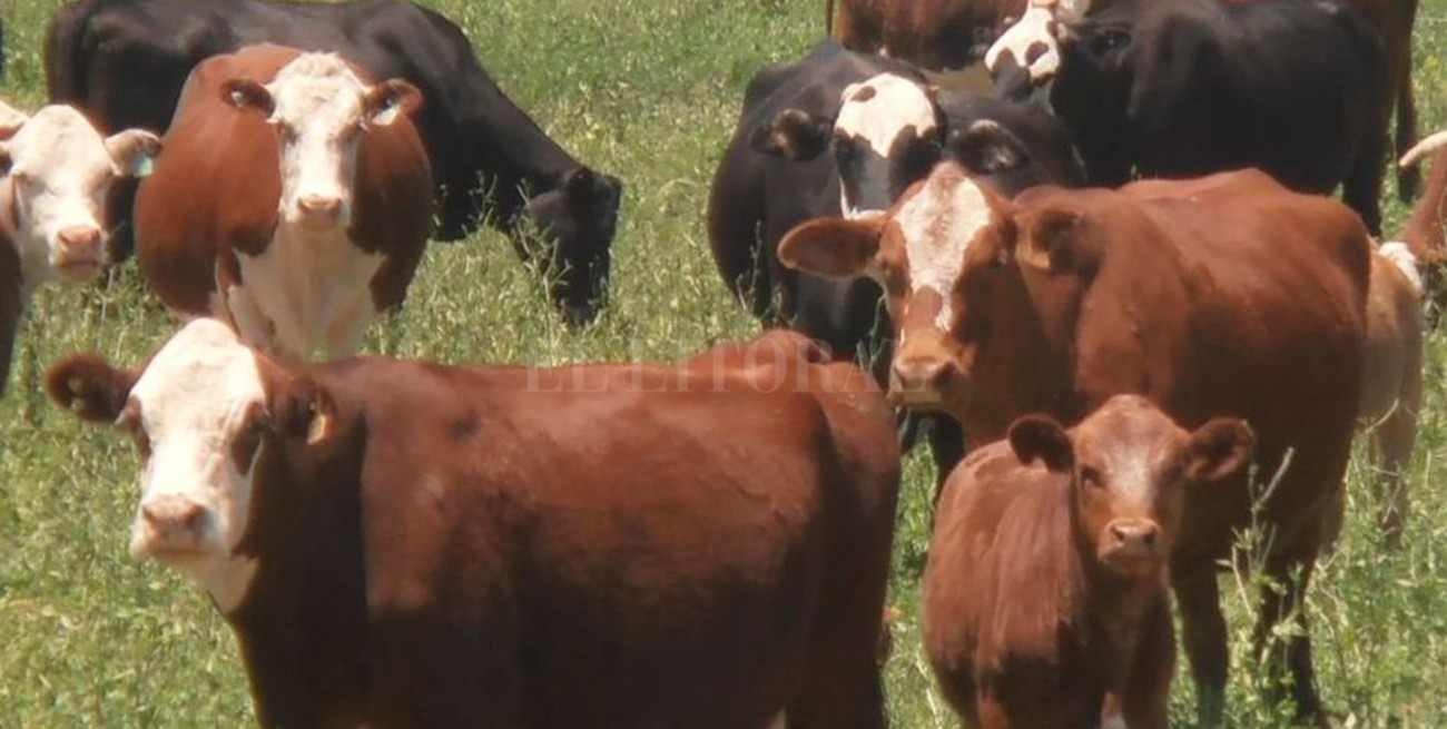 Ganadería: China obliga a evaluar distintas estrategias