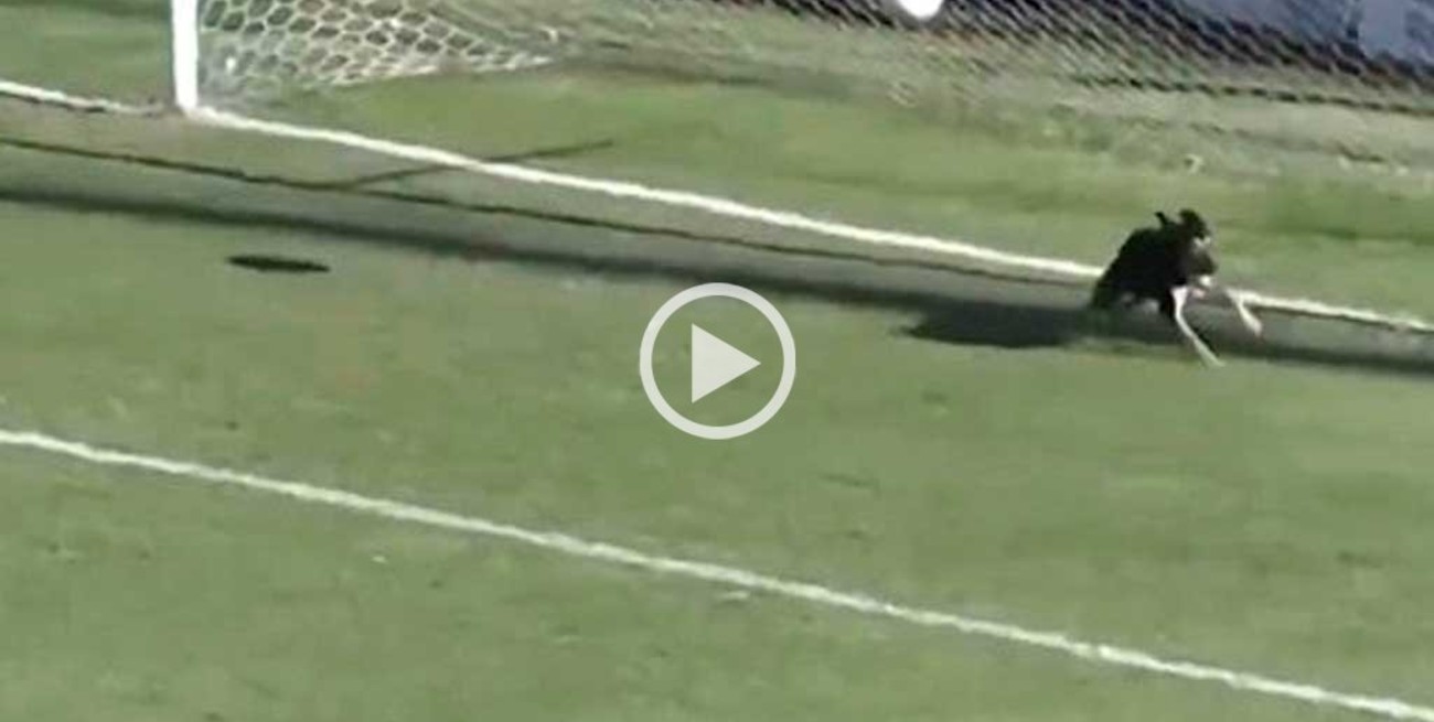 Video: el perro, el mejor amigo de un arquero