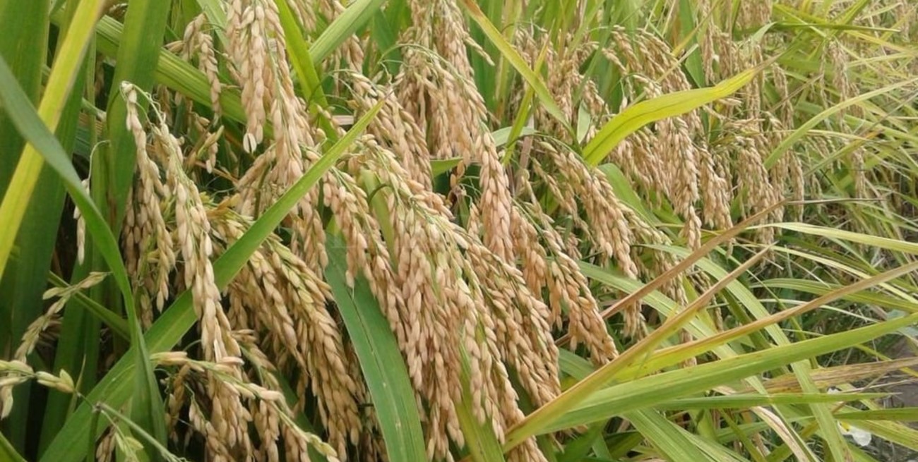 El arroz que rinde una fortuna