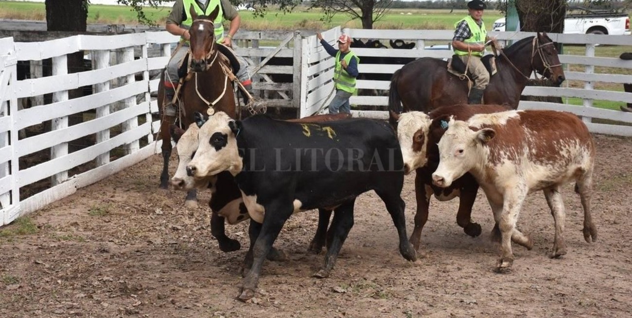 Puertos, mercados, remates, exposiciones: todo lo que el Coronavirus alteró en el agro argentino