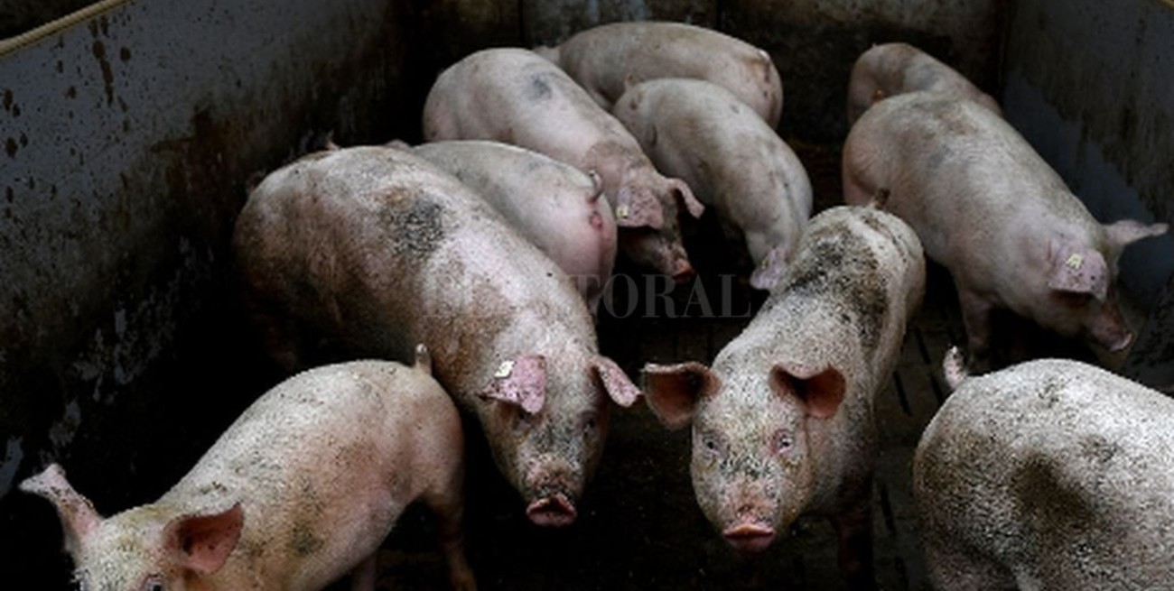 Detectan una nueva cepa de gripe con "potencial pandémico" en China