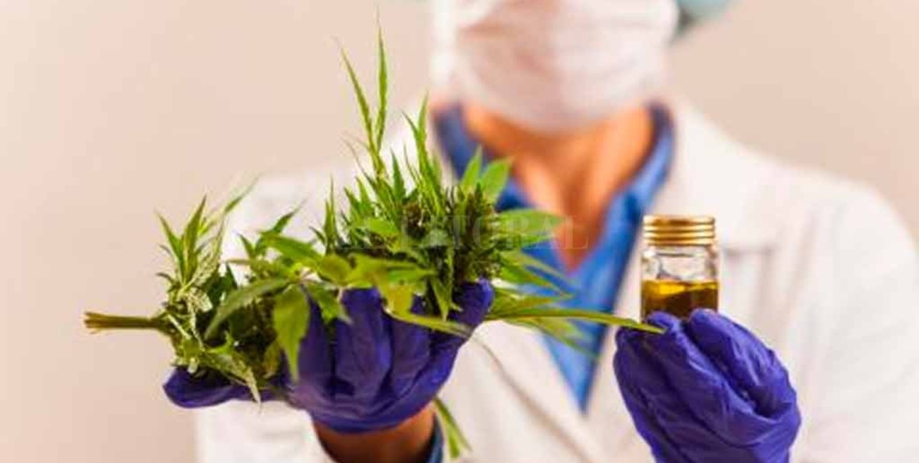 Nación reglamenta las condiciones para la producción del aceite de cannabis medicinal