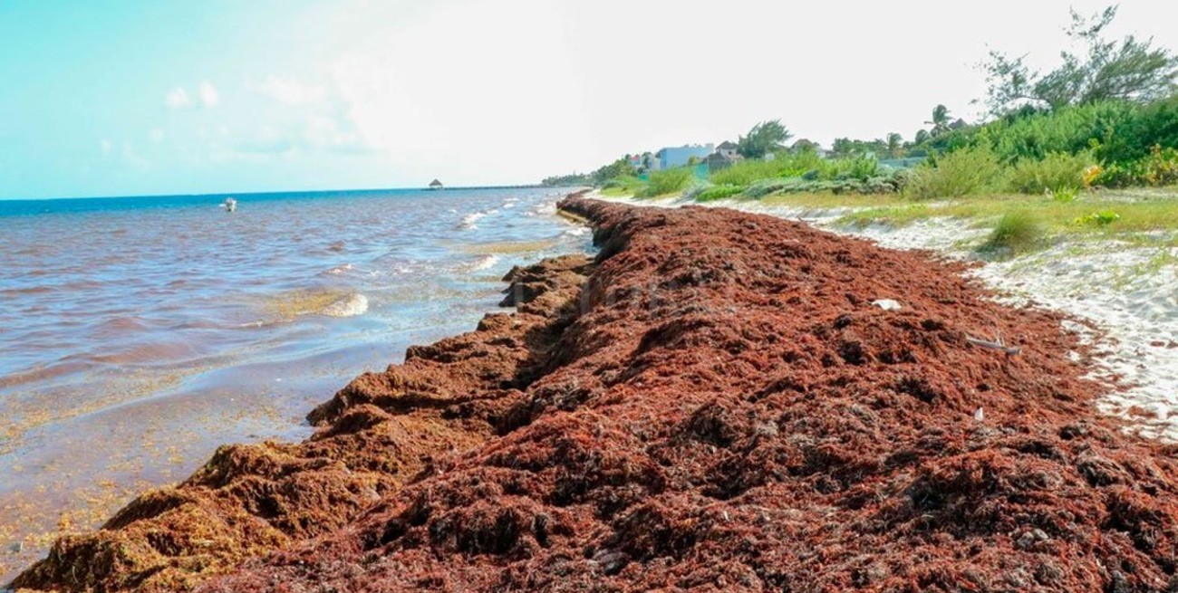 Preocupación en México por la llegada del sargazo