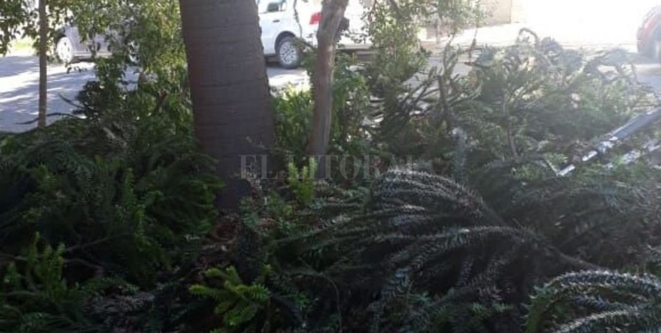 Comenzaron a retirar la Araucaria que ponía en peligro a los vecinos de barrio Candioti