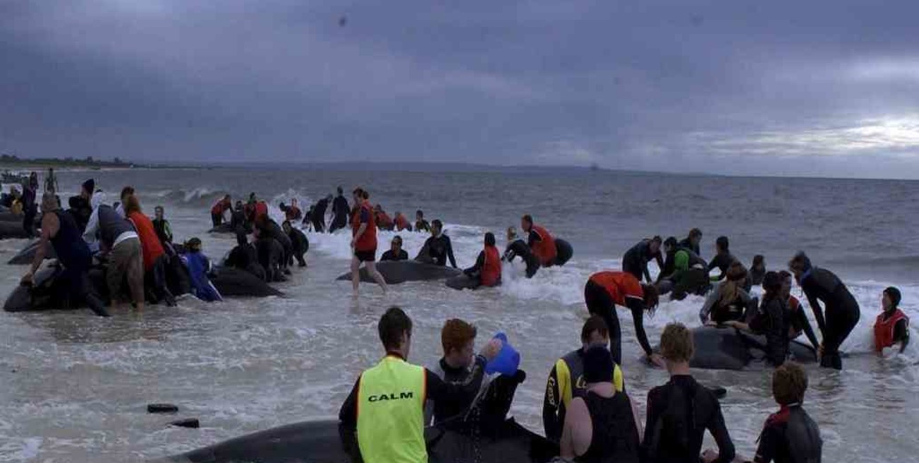 Intentan rescatar a 25 ballenas varadas en Nueva Zelanda