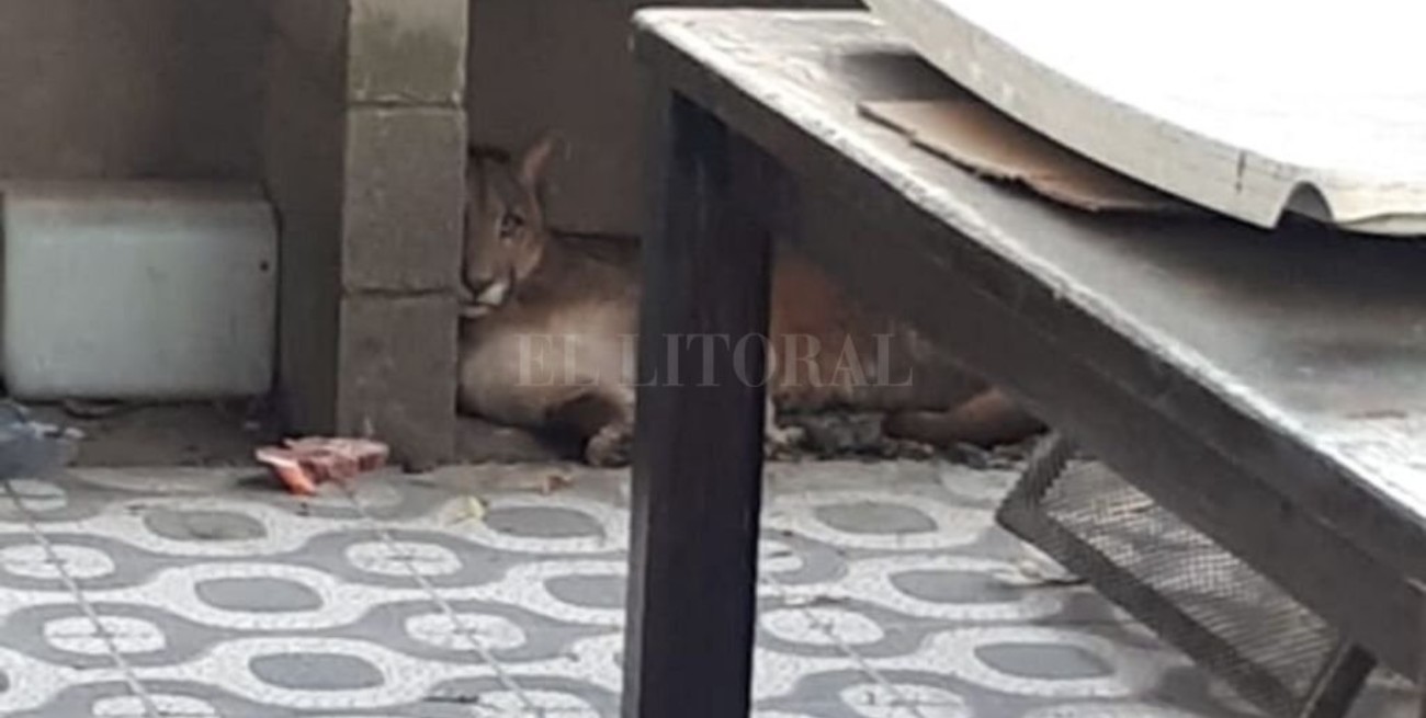 Insólito: Apareció un puma en el patio de su casa
