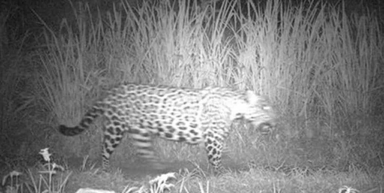 Registran más de 430 imágenes de animales que habitan el Parque Nacional Iguazú