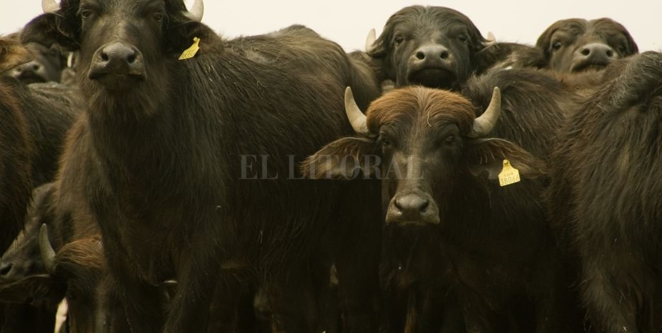  Descubren un virus de búfalos que contagia a vacas