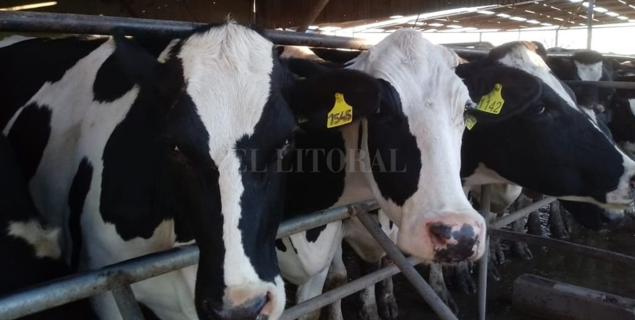 Resistencia antimicrobiana: un problema que también amenaza a la producción