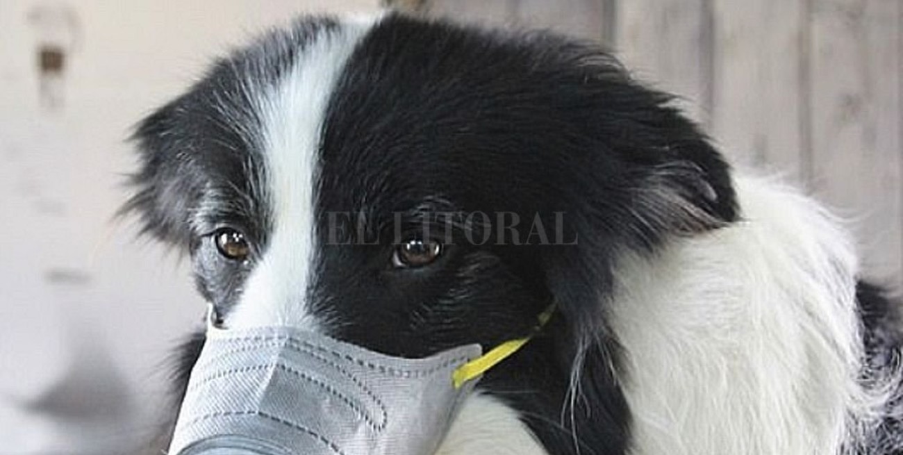 ¿El coronavirus puede afectar a las mascotas?