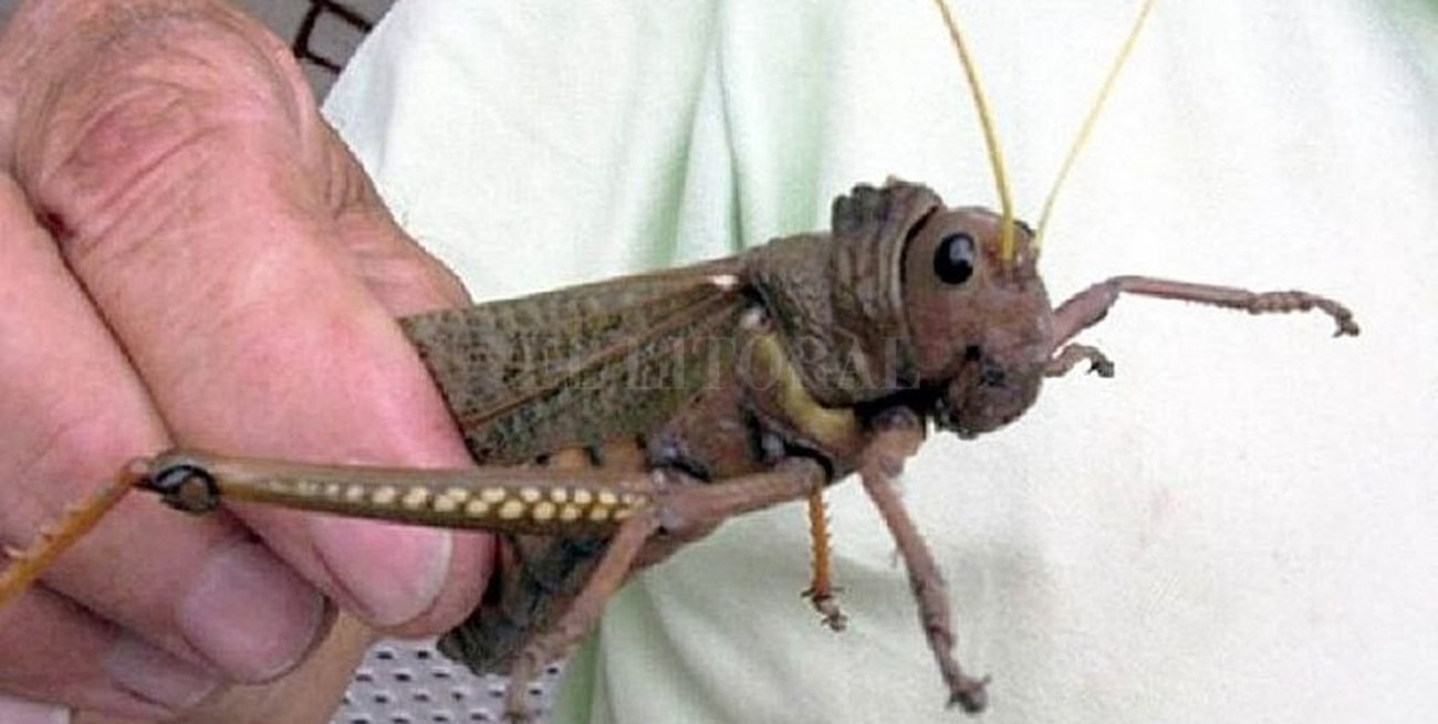 Senasa emitió un alerta por una plaga de un insecto "caníbal" en la Patagonia